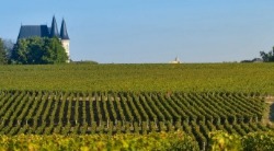 Etudier le International Wine & Spirits Management à Vatel Bordeaux